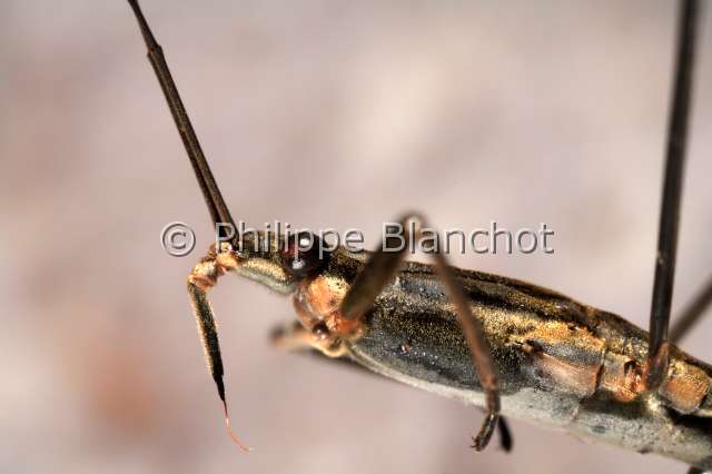 gerris lacustris.JPG - Gerris lacustris (Portrait)Gerris lacustreWater strider Hemiptera, GerridaeFrance
